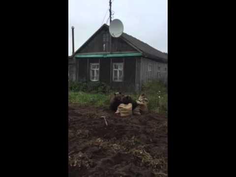 Медведи хотели отжать картошку