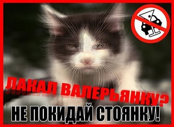 Если бы коты умели водить машины