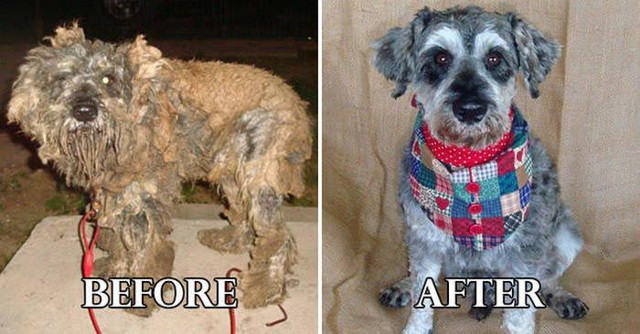Фотографии собак до и после их фантастического преображения после спасения