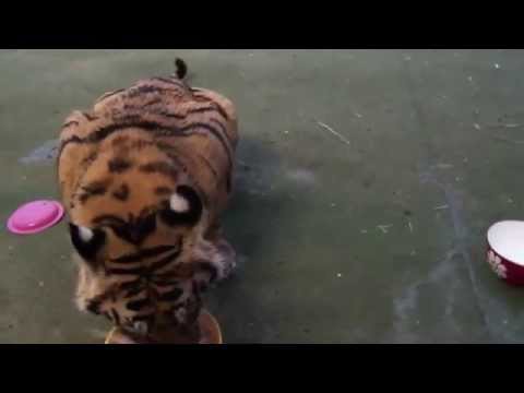 Хороший домашний питомец