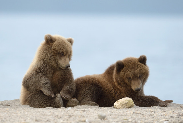 Соня, Самсон и Мама Тесла
