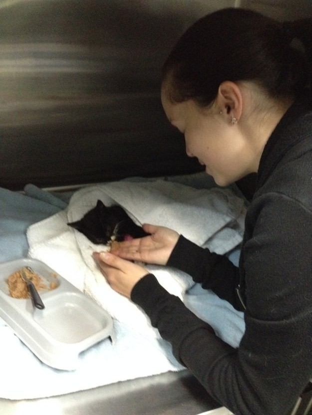 История котенка, который провел 9 недель один в лесу