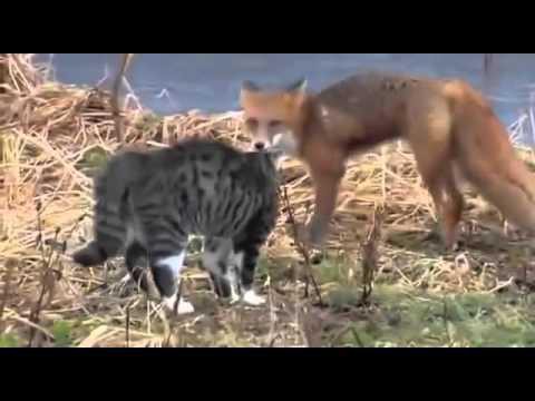 Коты всегда побеждают