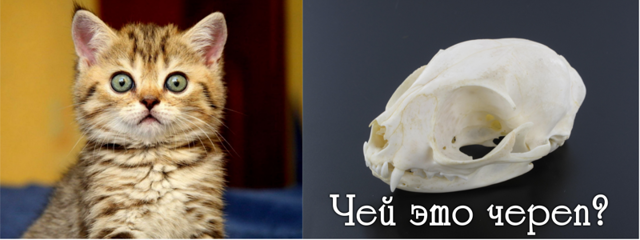 Тест: кому принадлежит этот череп?