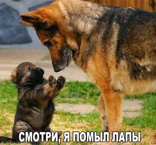 Смешные картинки с надписями