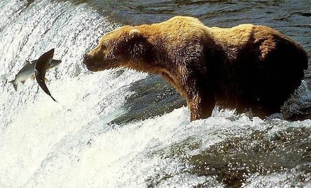 Стоп-Кадр: Братья меньшие