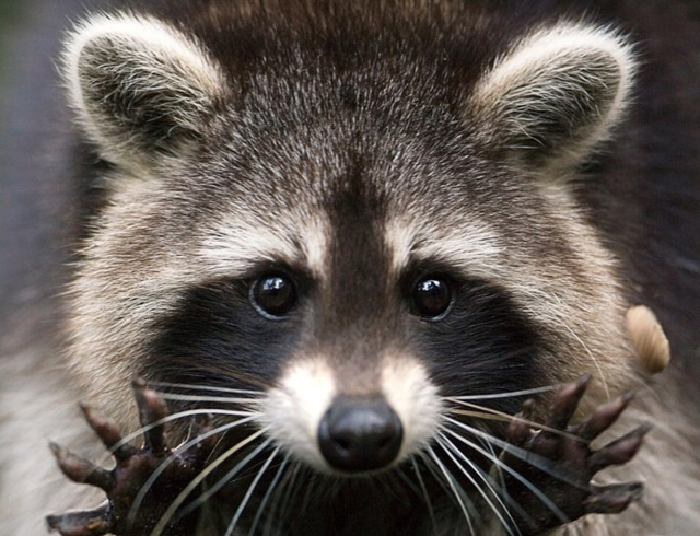 Енот - скотина особенная