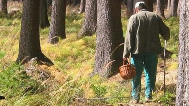 Грибы по-немецки