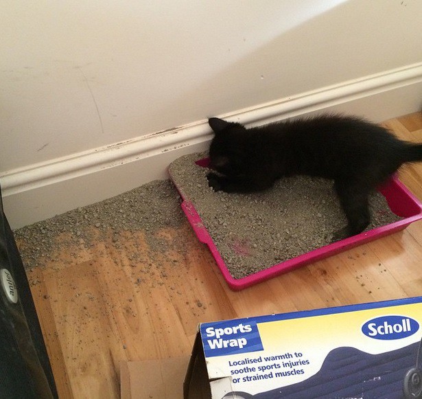 22 вещи, которые поймут только настоящие кошатники