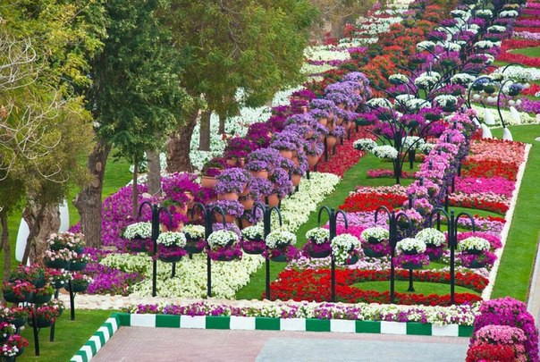 Dubai Miracle Garden - самый большой парк цветов в мире