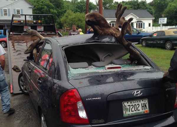 Против лося у легковушки нет шансов