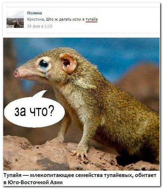 Смешные комментарии из социальных сетей