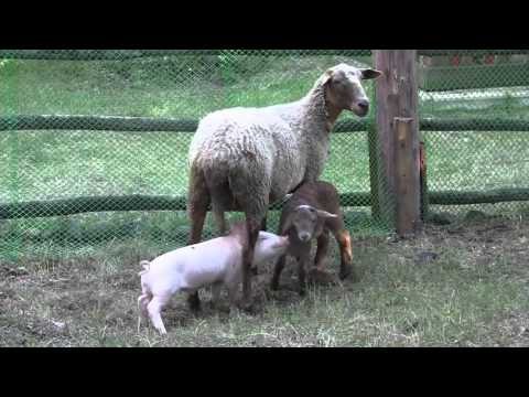 Наглый поросенок