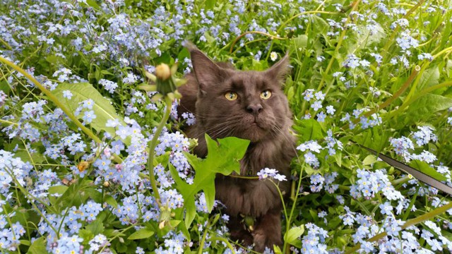 Maine Coon na progulke