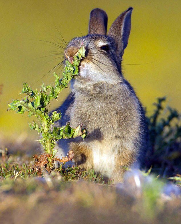 Голодный кролик решил съесть чертополох, и был шокирован неприятным сюрпризом