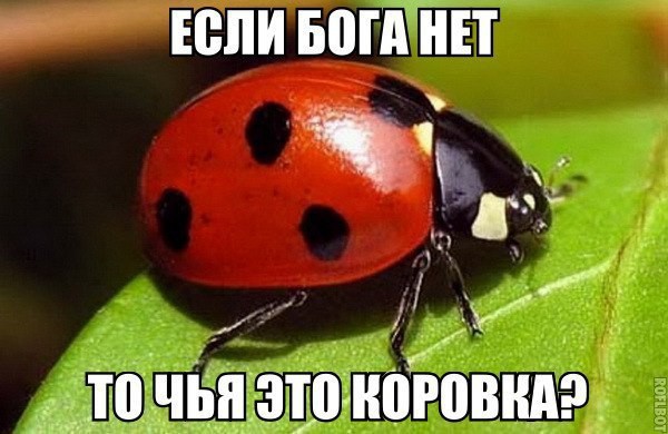 Смешные картинки с надписями