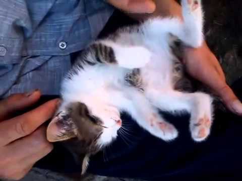 Котёнок внезапно заснул 
