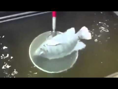 Экспресс заморозка рыбы