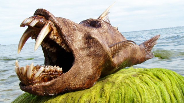 10 самых страшных чудовищ из океанских глубин