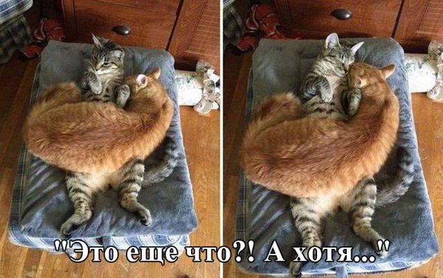 Прикольные картинки