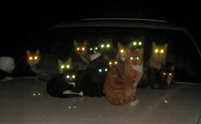 Кошки видят в темноте, как днем?