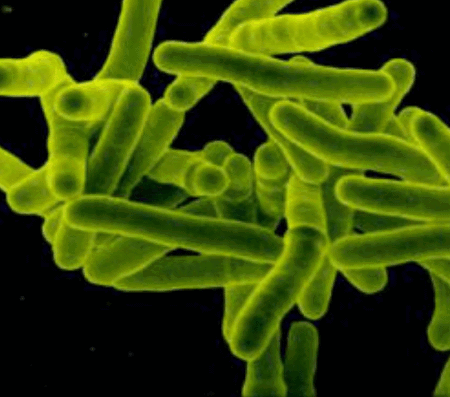 Туберкулез: мифы и реальность