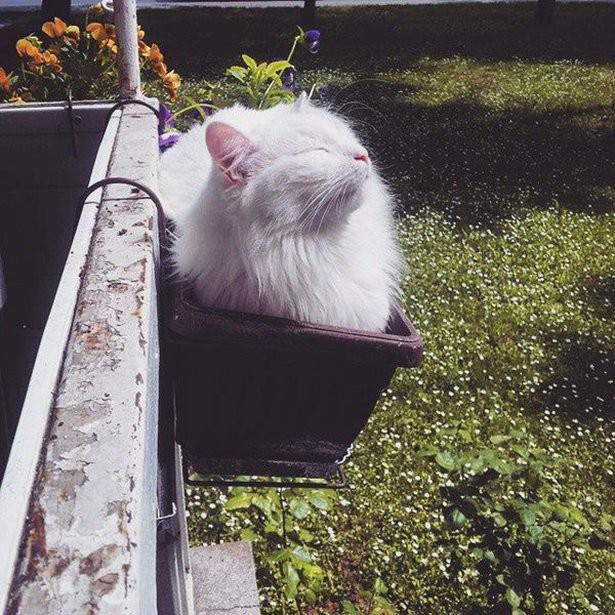 Забавные КОТОприколы для хорошего настроения