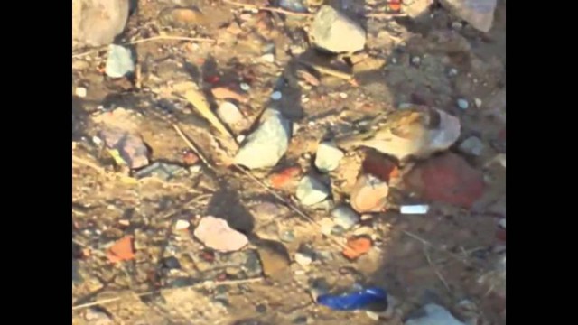 Полевой воробей ворует еду 