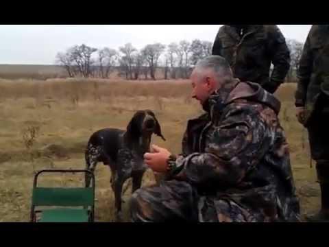 Хорошая собака на вес золота 