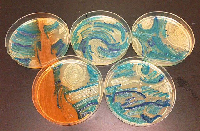 Микробиологи с помощью бактерий создают произведения искусства