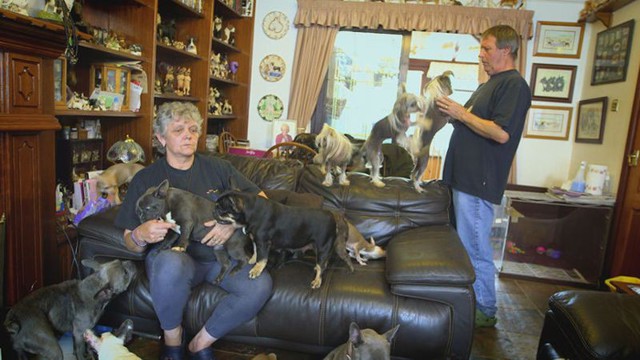 Семейная пара содержит дома 41 собаку