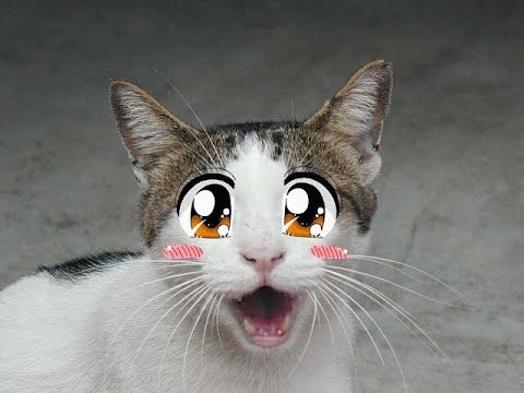 Приколы с котами #4 