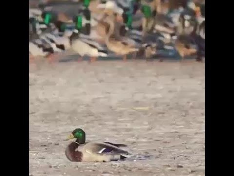 Удар ястреба