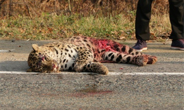 Автомобиль на смерть сбил редкого дальневосточного леопарда занесенного в красную книгу 