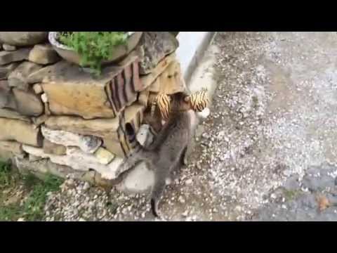 Кот и тигр