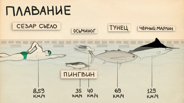 Лучшие спортсмены против представителей животного мира