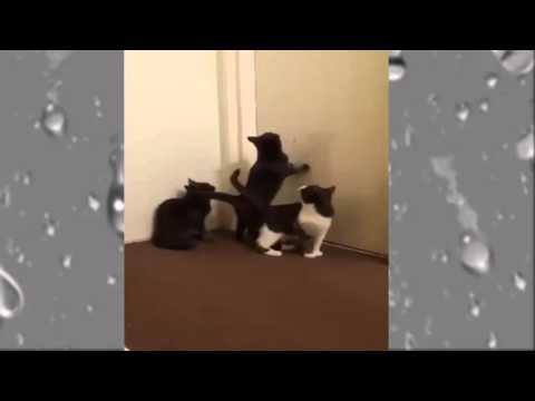 Форсаж по кошачьи