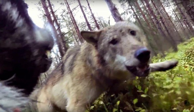 Норвежский элкхаунд против двух волков
