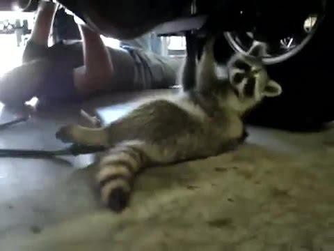 Видео с енотами