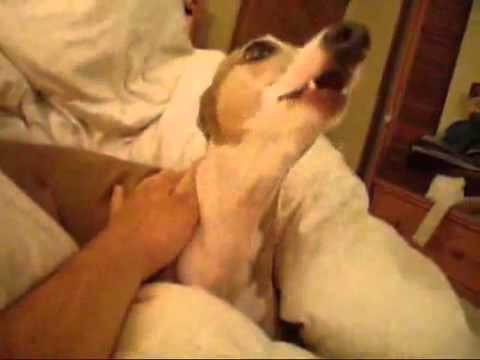 Очень пугливая собака