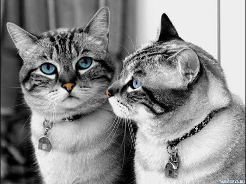 Best Funny Cats Videos Compilation | Приколы с котами #5 