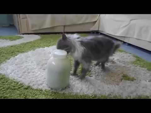 Кот это сделал