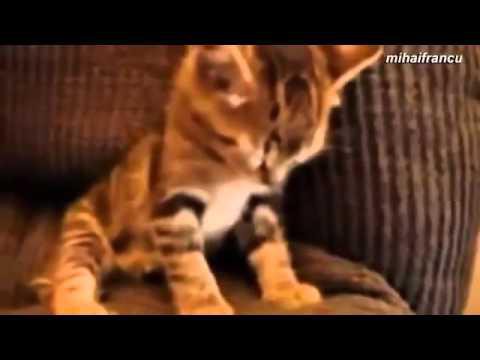 Засыпающие котята