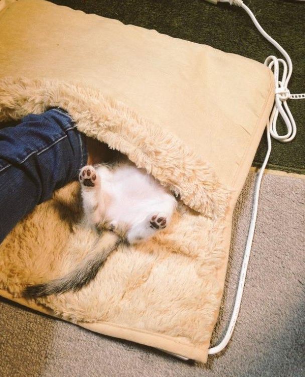 Котэ быстро захватили ножной электрообогреватель  