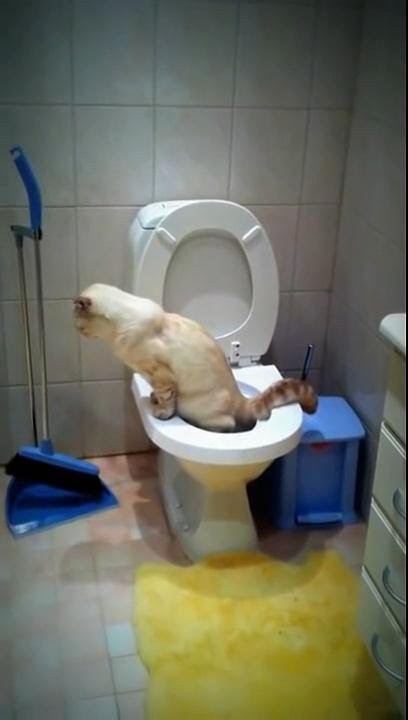 Ну очень культурный кот!