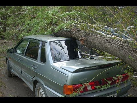 Деревья против Авто