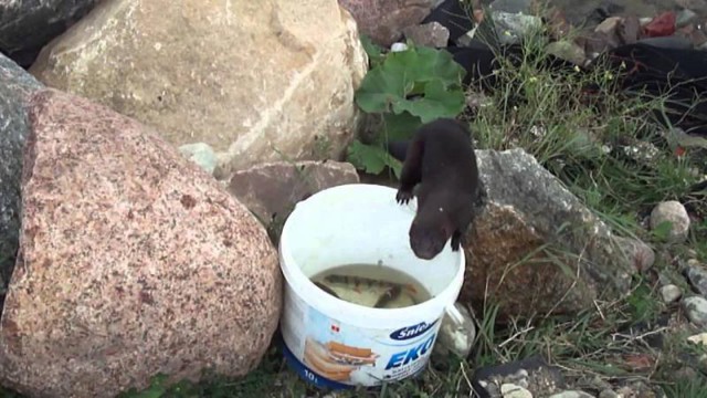 Норка воровка с ведра украла рыбу