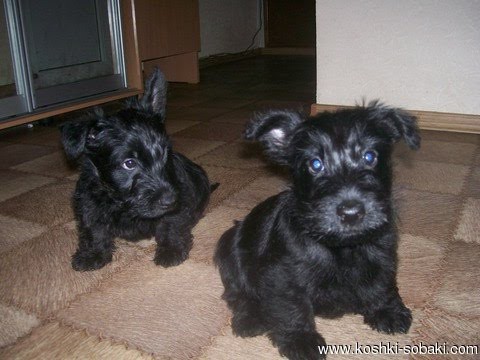 Необычный танец