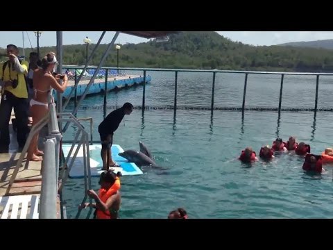 Дельфин помог девушке выбраться из воды