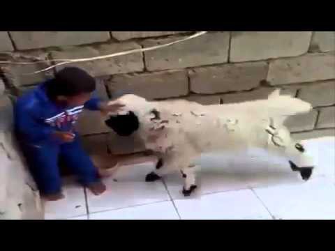  Малыш противостоит барану 